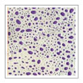 Colour Leather Embossed