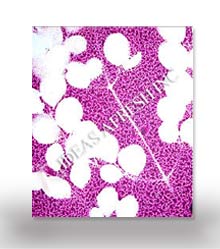 Leaf Impression Paper