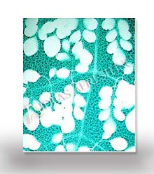 Leaf Impression Paper