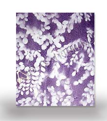 Leaf Impression Paper
